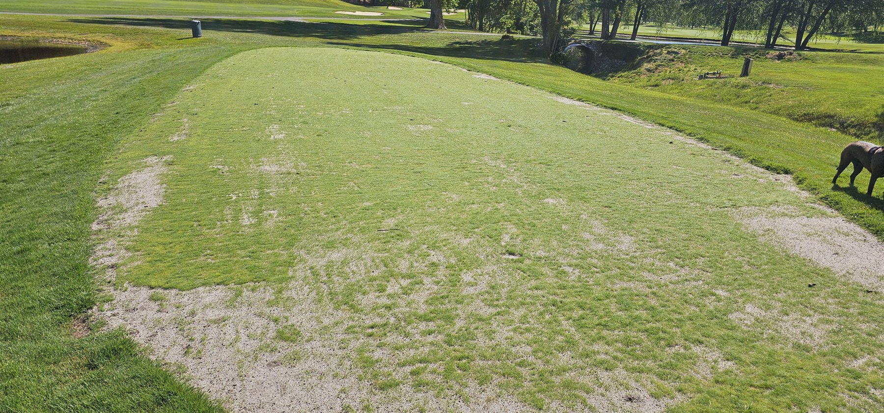 9 tee bentgrass cover on May 8, 2026
