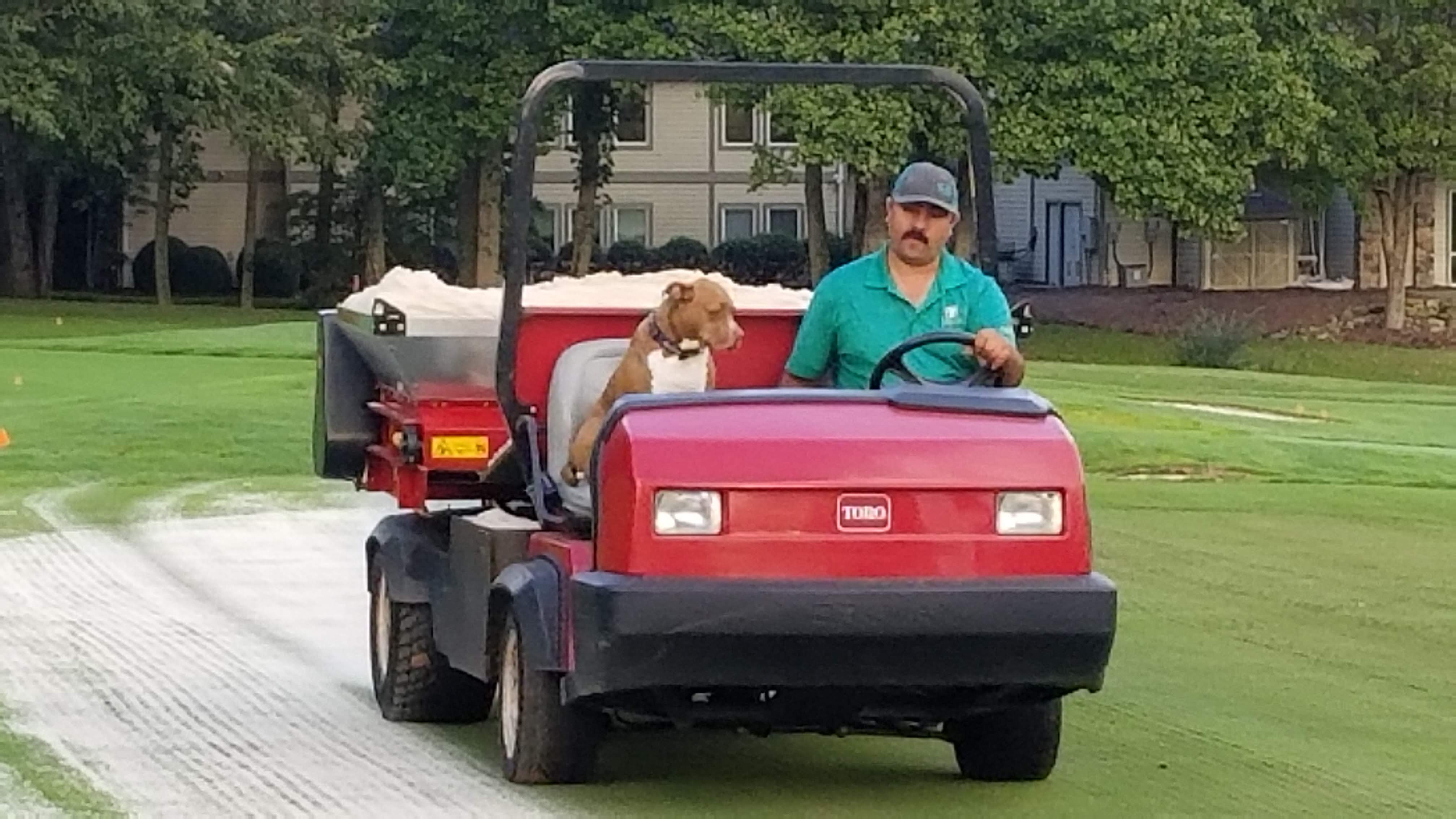Toro topdresser spreading sand across a fairway with a dog riding shotgun.