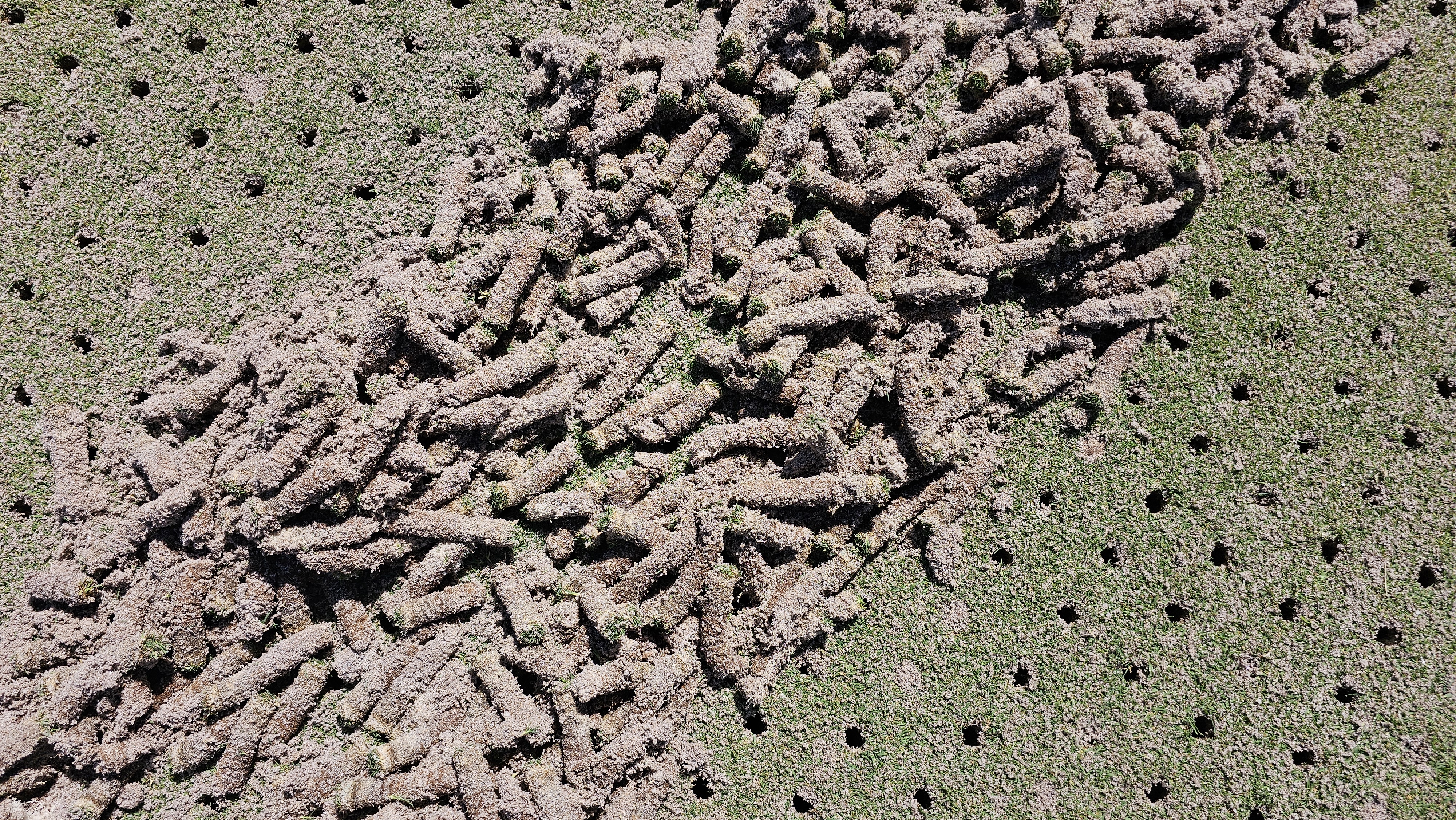 Close-up of extracted soil cores on a bentgrass putting surface showing cleanly cut holes and healthy rootzone.