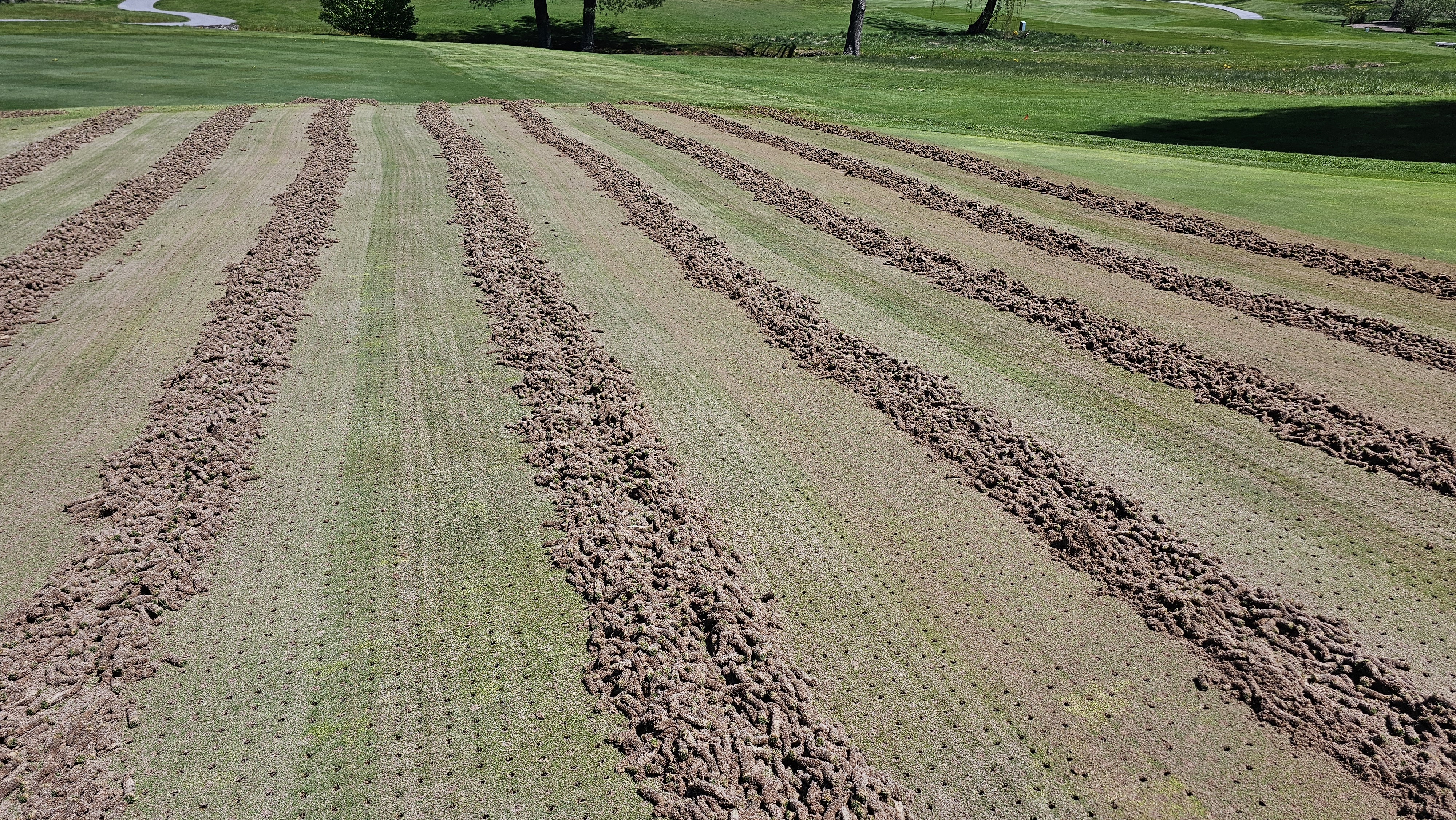 Rows of extracted soil cores lining an approach with rolling contours in the background.