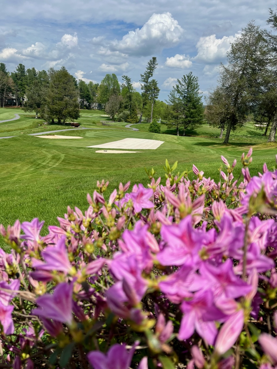 Spring golf hole framed by blooming azaleas with a sand bunker and bright fairways.