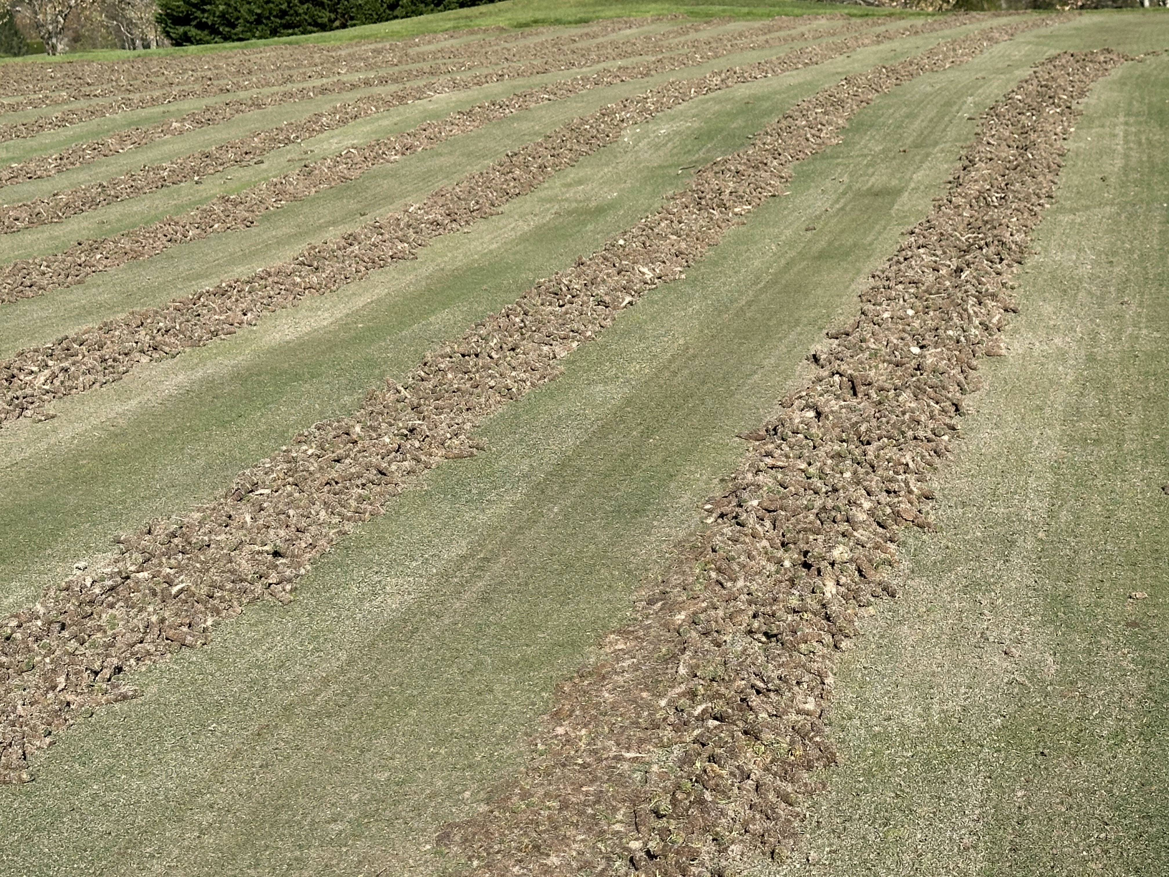 Overhead view of perfectly aligned rows of soil cores across the surface.