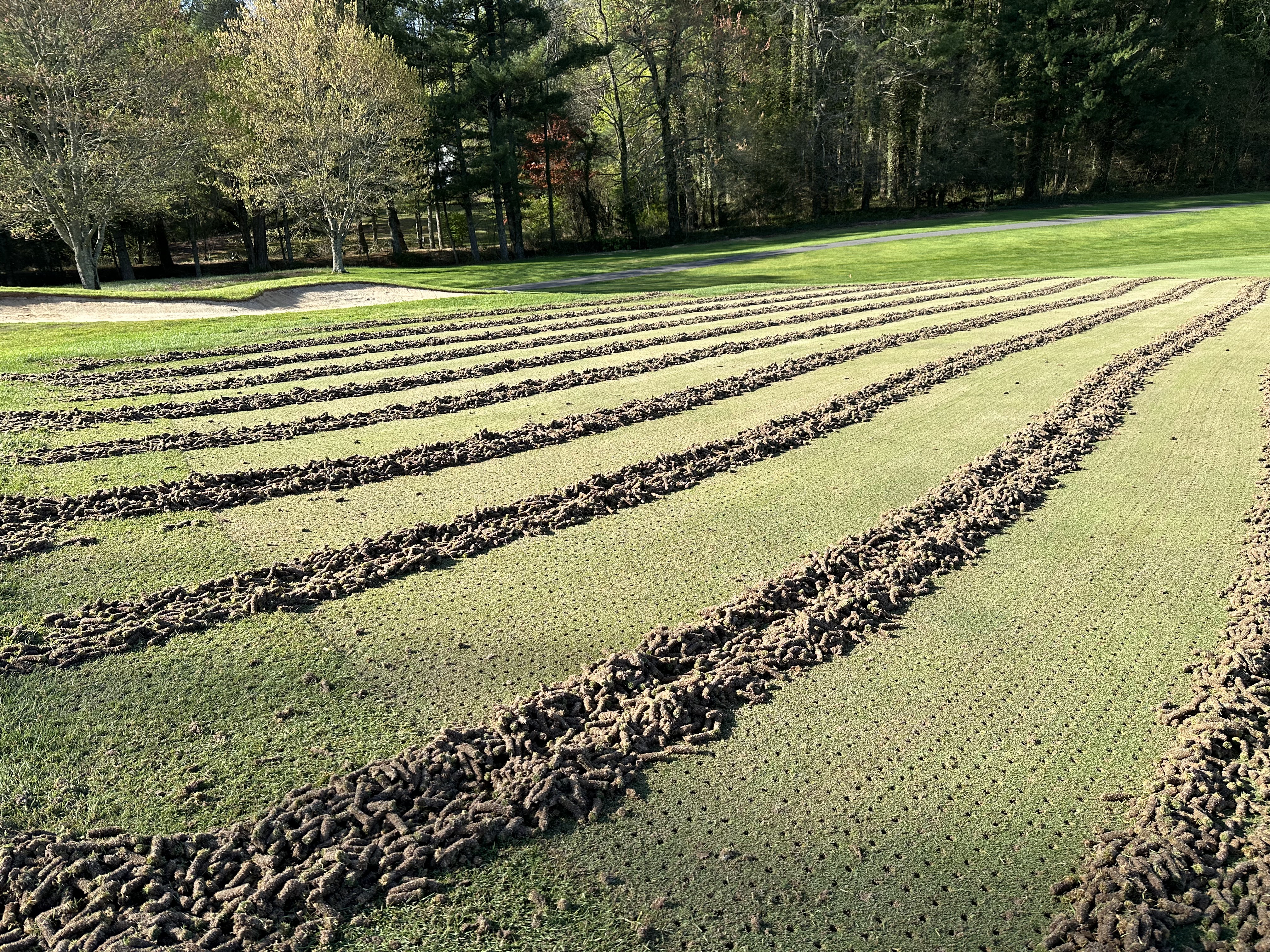 Close-up of neat rows of extracted soil plugs aligned across a green.